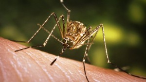 dengue.jpg_1572130063